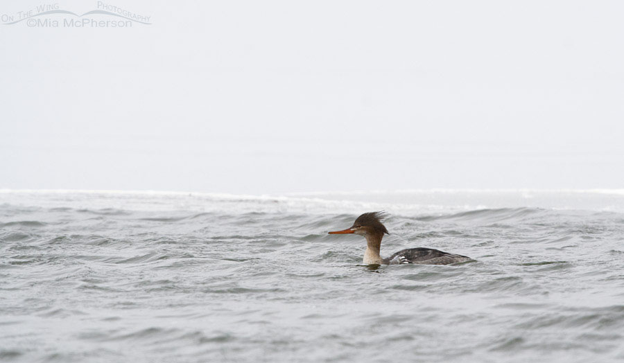 Red-breasted Merganser on a snowy, windy day, Salt Lake County, Utah