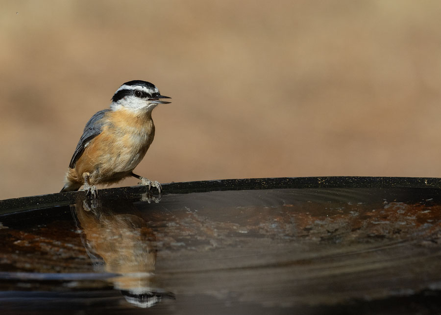 Red-breasted Nuthatch at a birdbath, Sebastian County, Arkansas