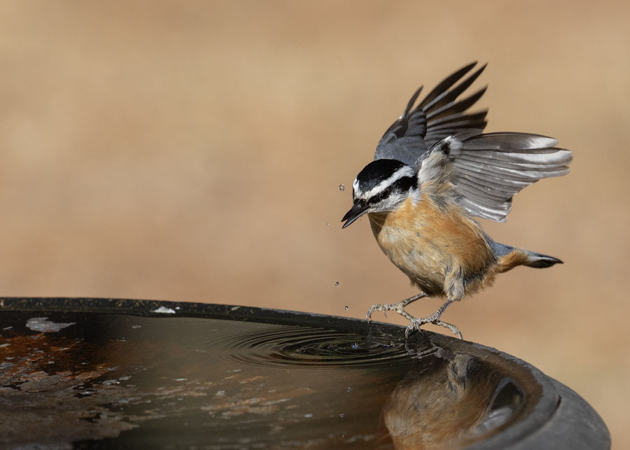 Red-breasted Nuthatch landing on a birdbath, Sebastian County, Arkansas