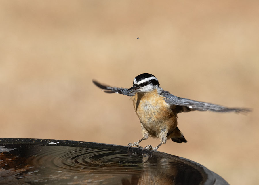 Red-breasted Nuthatch taking off from a birdbath, Sebastian County, Arkansas