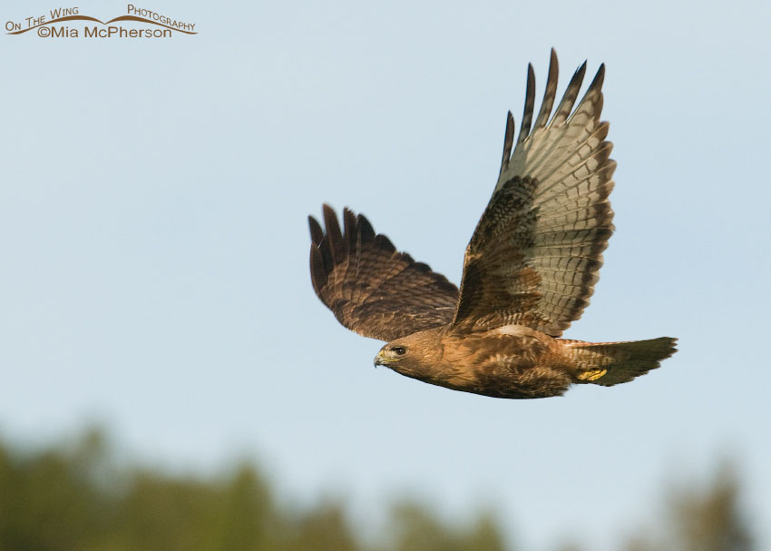 Red-tailed Hawk flying over the treeline, Centennial Valley, Beaverhead County, Montana