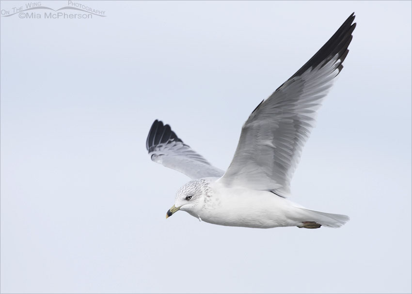 Ring-billed Gull in flight against a cloudy sky, Farmington Bay WMA, Davis County, Utah