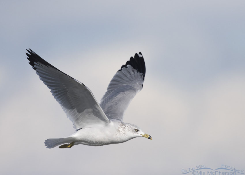 Ring-billed Gull flying in a partly cloudy sky, Farmington Bay WMA in Davis County, Utah