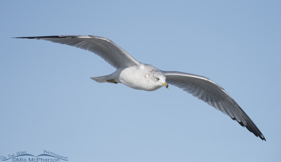 Ring-billed Gull in flight with clear sky, Farmington Bay WMA, Davis County, Utah