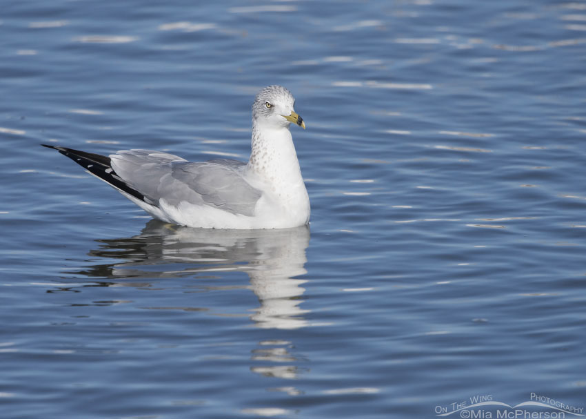 Ring-billed Gull adult at Farmington Bay WMA, Utah