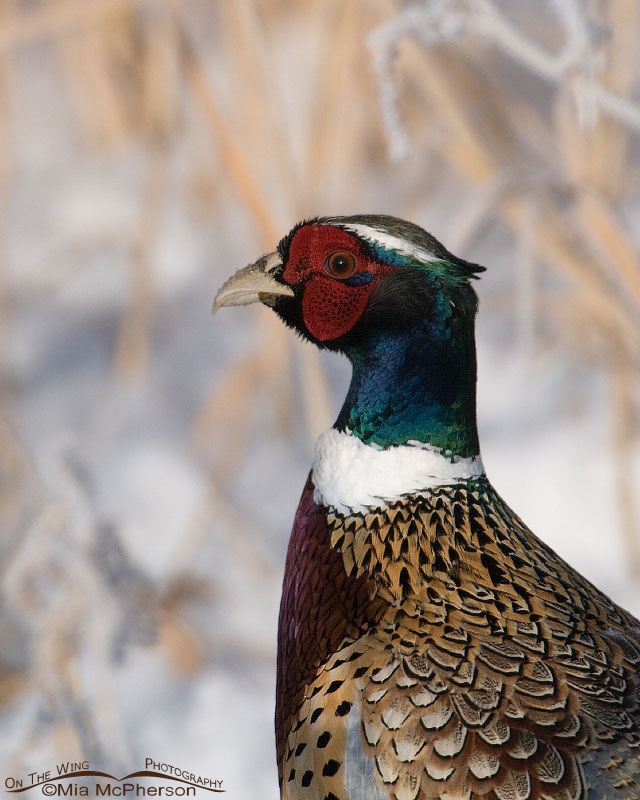 Male Ring-necked Pheasant portrait, Farmington Bay WMA, Davis County, Utah