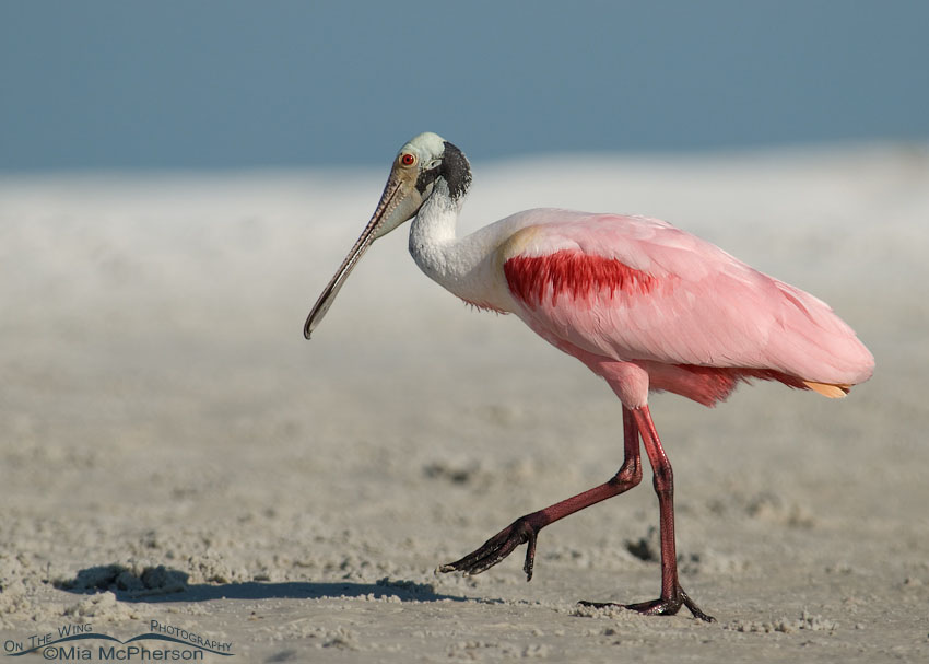 Adult Roseate Spoonbill at the north beach lagoon, Fort De Soto County Park, Pinellas County, Florida