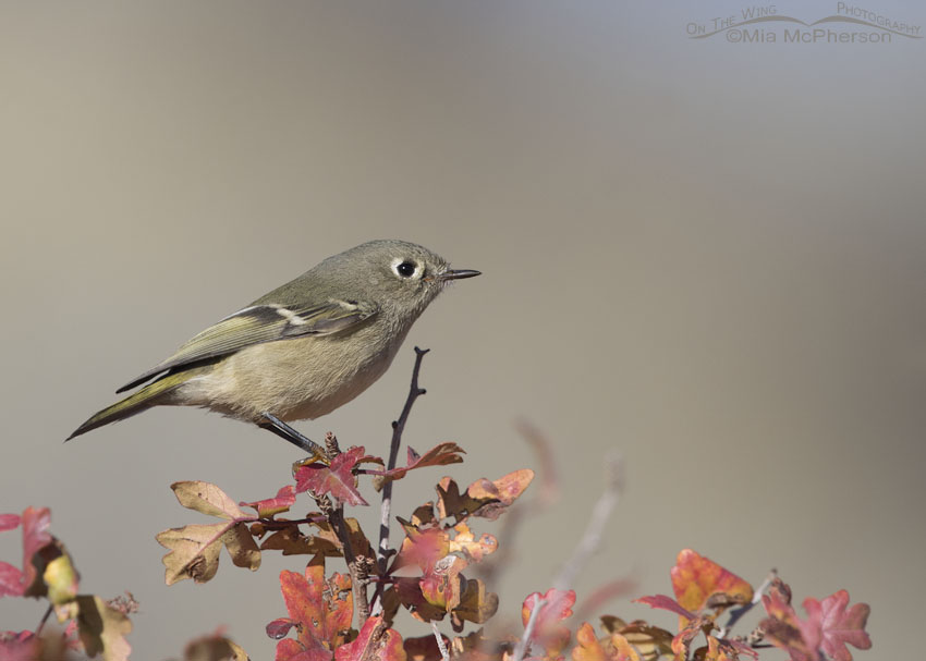 Autumn colors and a Ruby-crowned Kinglet, Box Elder County, Utah