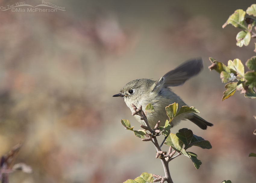 Ruby-crowned Kinglet about to lift off, Box Elder County, Utah