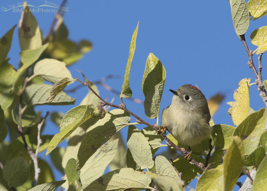 Male Ruby-crowned Kinglet on a bright, sunny day, Box Elder County, Utah