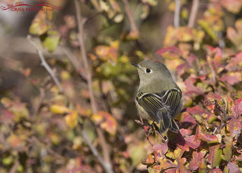 Male Ruby-crowned Kinglet in fall colors, Box Elder County, Utah