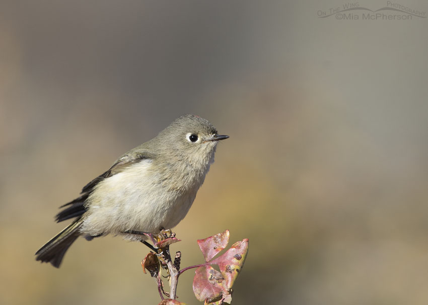 Ruby-crowned Kinglet male perched on a sumac, Box Elder County, Utah