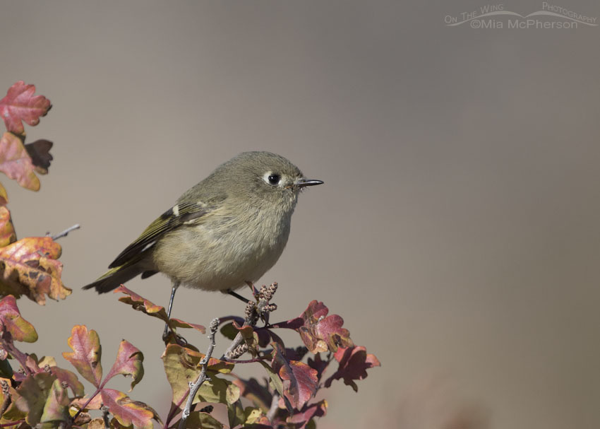 Ruby-crowned Kinglet and ruby-colored sumac leaves, Box Elder County, Utah