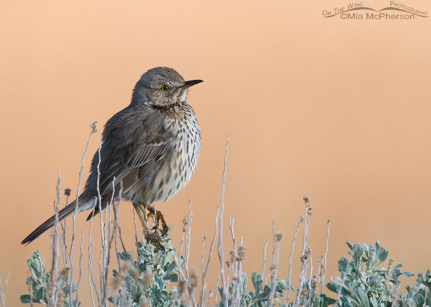 Sage Thrasher with a peachy background, Antelope Island State Park, Davis County, Utah