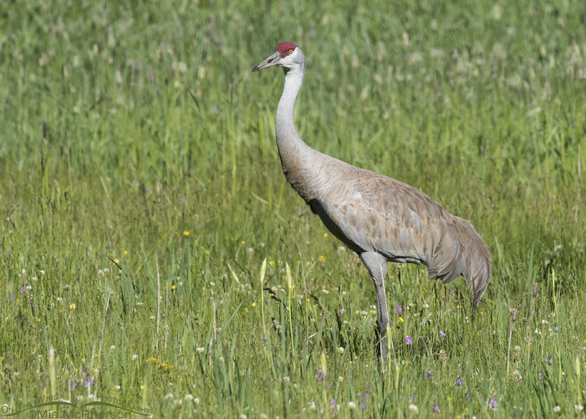 Male Sandhill Crane in a wet meadow, Centennial Valley, Beaverhead County, Montana