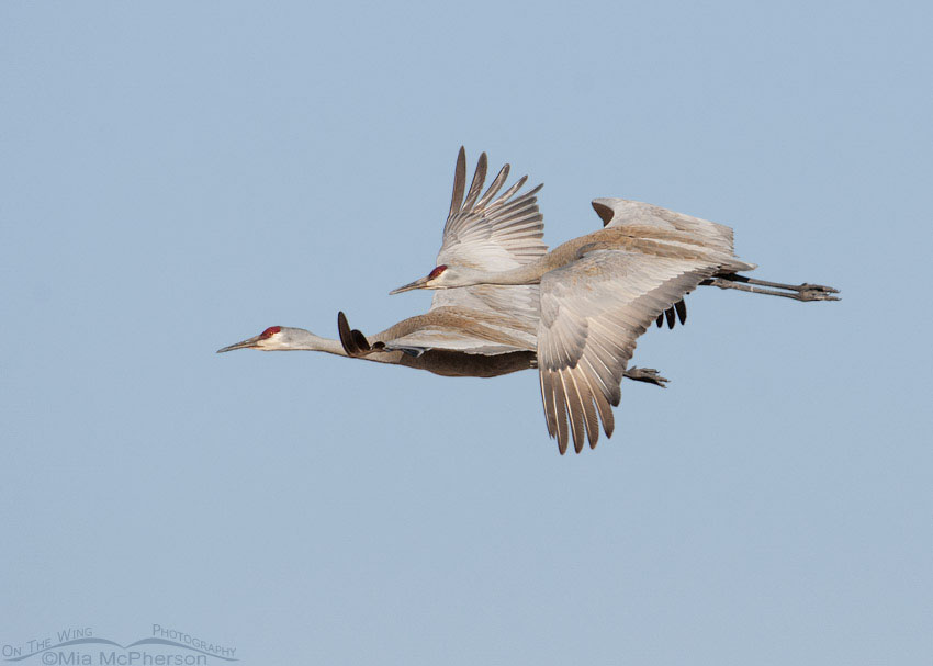 Mated pair of Sandhill Cranes in flight, Bicknell Bottoms Wildlife Management Area, Wayne County, Utah