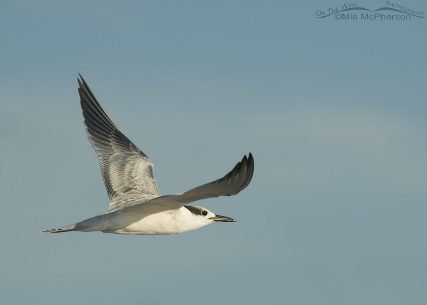 Immature Sandwich Tern in flight, Fort De Soto County Park, Pinellas County, Florida