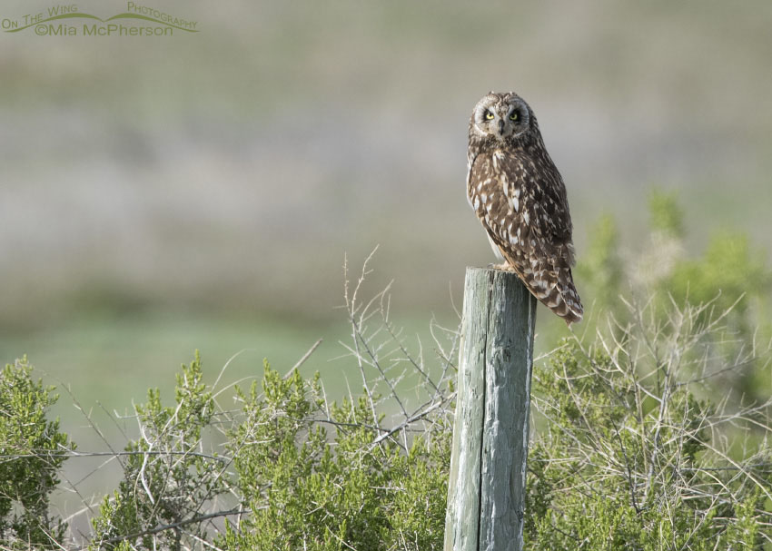 Short-eared Owl in Tooele County, Utah. Perched on a fence post visible from the road.