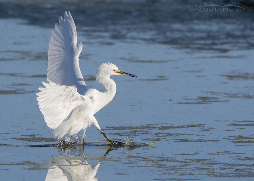 Snowy Egret using its wings to slow down as it lands, Farmington Bay WMA, Davis County, Utah