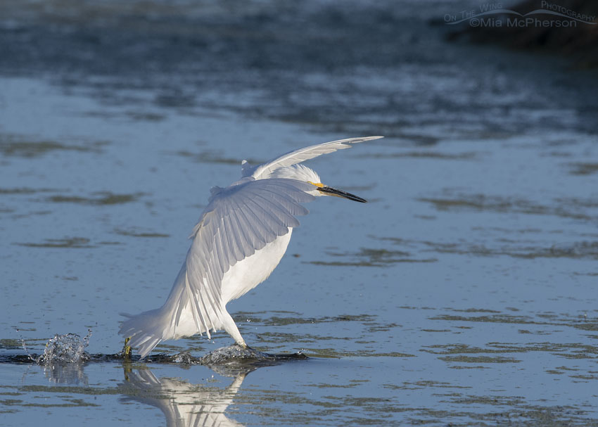 Snowy Egret leaning in on landing, Farmington Bay WMA, Davis County, Utah