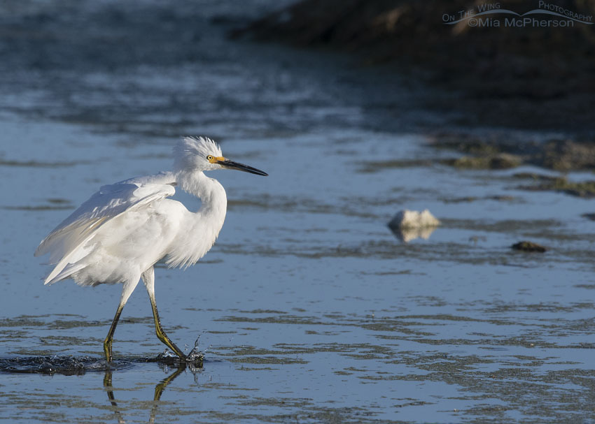 Snowy Egret settling down after landing, Farmington Bay WMA, Davis County, Utah