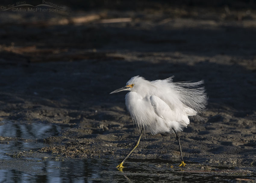 Strutting, fluffed up Snowy Egret in early morning light, Farmington Bay WMA, Davis County, Utah