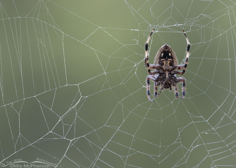 Underside view of a Spotted Orbweaver, Sebastian County, Arkansas