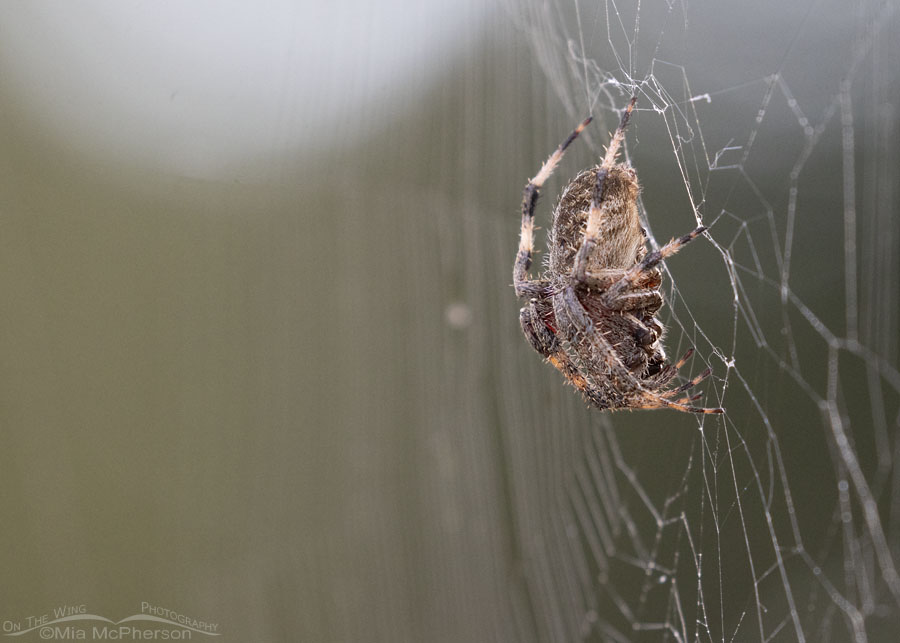 Spotted Orbweaver side view, Sebastian County, Arkansas