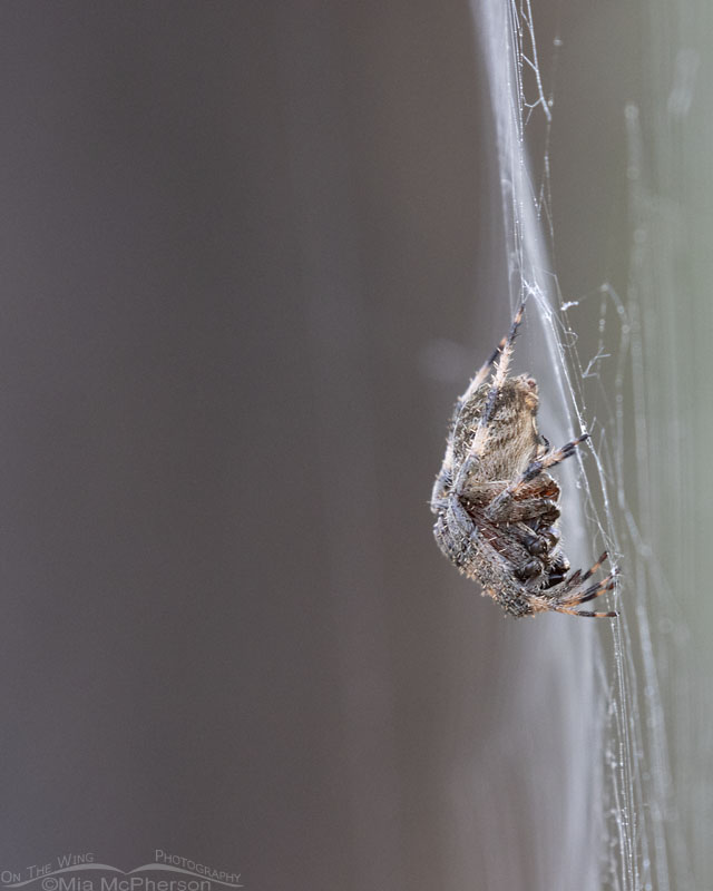 Spotted Orbweaver in Arkansas, Sebastian County