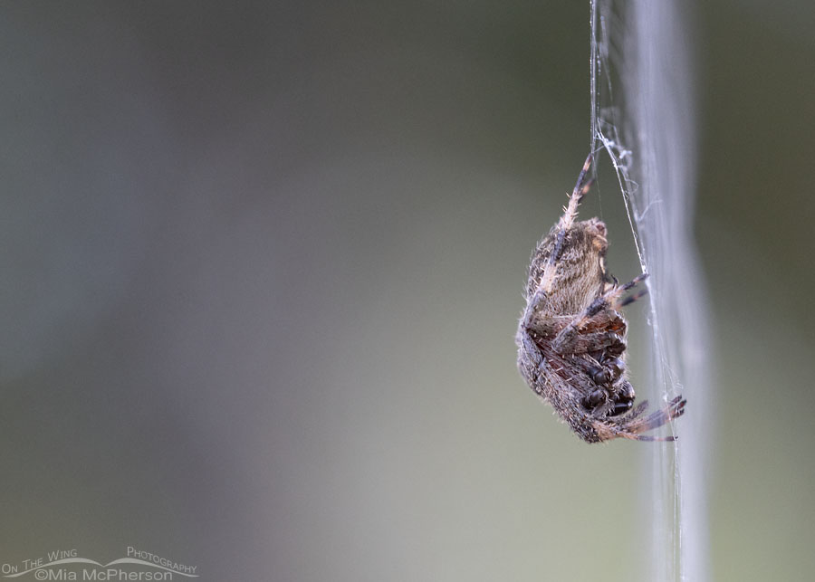 Spotted Orbweaver up close, Sebastian County, Arkansas