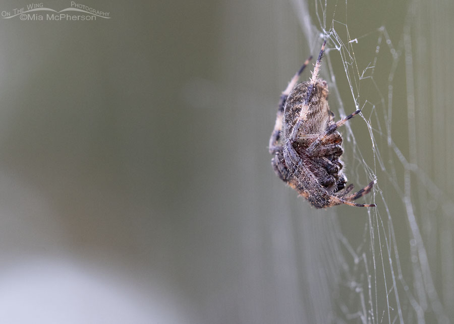 Spotted Orbweaver close up in Arkansas, Sebastian County