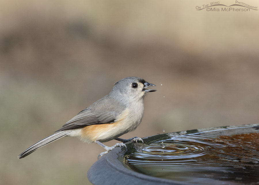 Tufted Titmouse at the birdbath with flying water droplets, Sebastian County, Arkansas