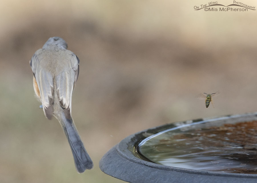 Tufted Titmouse avoiding a yellowjacket, Sebastian County, Arkansas