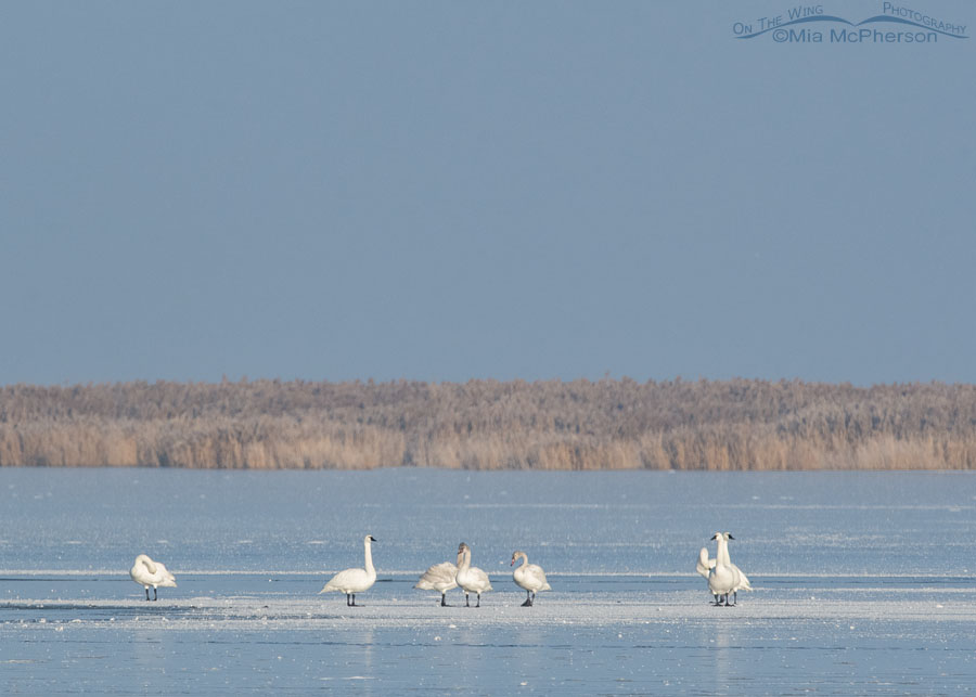 Tundra Swans standing on ice, Bear River Migratory Bird Refuge, Box Elder County, Utah