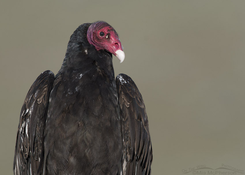 Turkey Vulture close up, Box Elder County, Utah