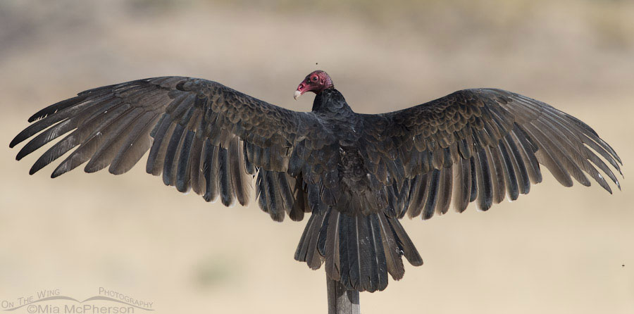 Thermoregulating adult Turkey Vulture, Box Elder County, Utah