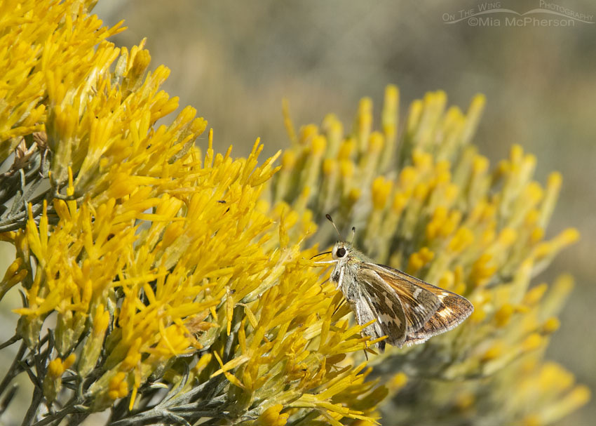 Western Branded Skipper butterfly nectaring on Rabbitbrush, West Desert, Stansbury Mountains, Tooele County, Utah