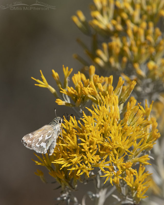 Western Branded Skipper on Rabbitbrush, West Desert, Stansbury Mountains, Tooele County, Utah