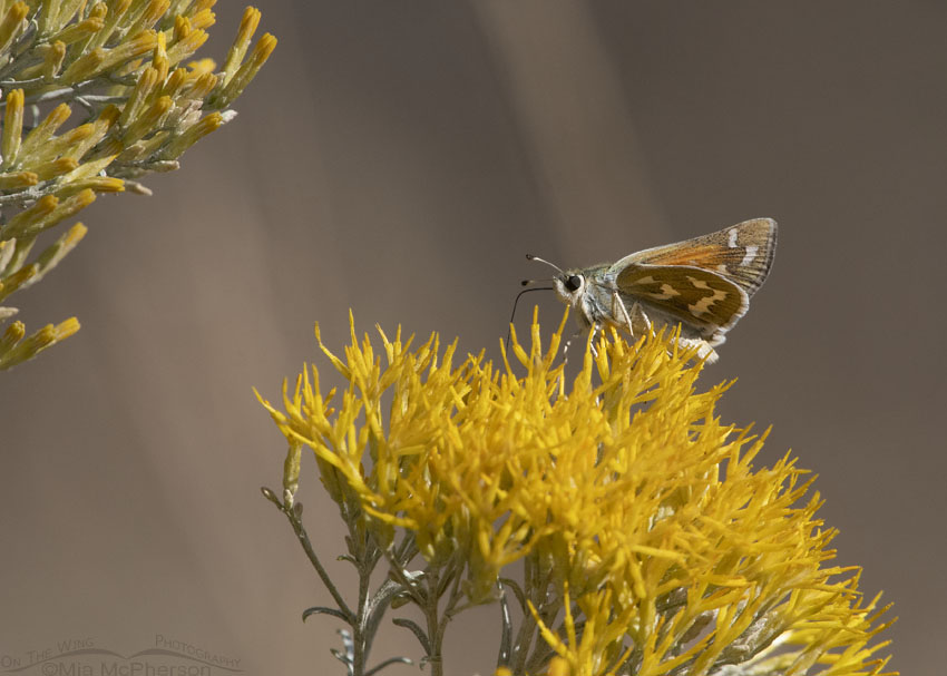 Western Branded Skipper butterfly in the Stansbury Mountains, West Desert, Stansbury Mountains, Tooele County, Utah