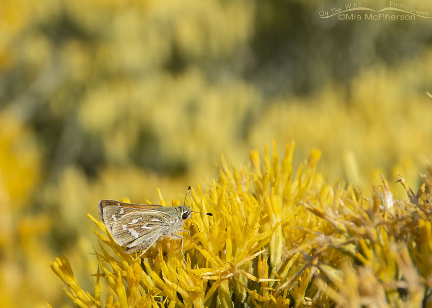 Western Branded Skipper butterfly on blooming Rabbitbrush, West Desert, Stansbury Mountains, Tooele County, Utah