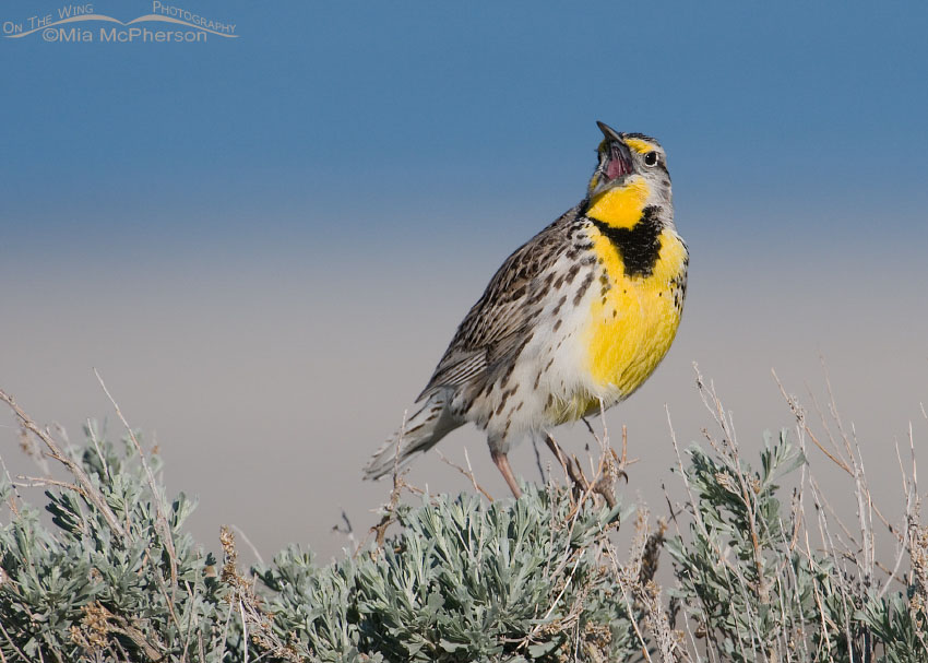 Western Meadowlark singing from a Sagebrush near the Great Salt Lake, Antelope Island State Park, Davis County, Utah