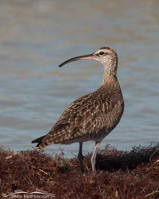 Whimbrel on the Gulf Coast at Honeymoon Island State Park, Pinellas County, Florida