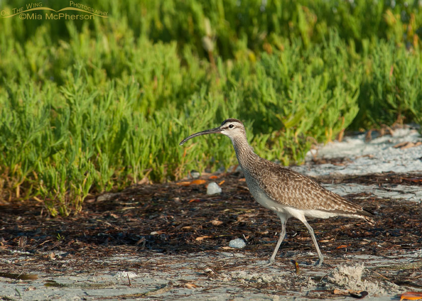 Whimbrel in winter habitat, Fort De Soto County Park, Pinellas County, Florida