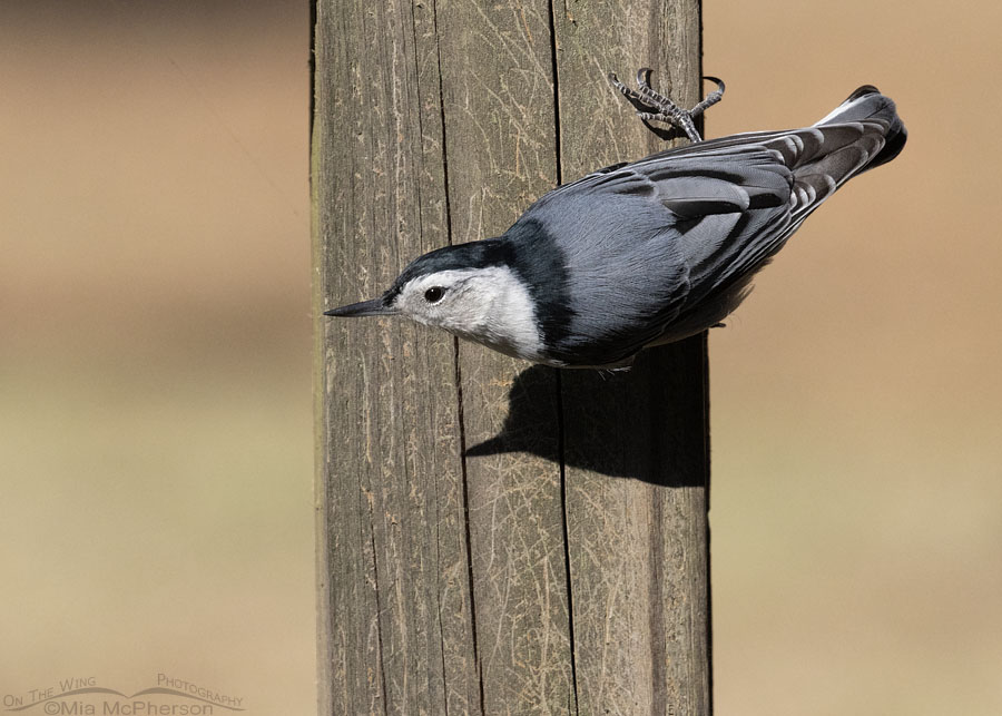 Female White-breasted Nuthatch on a wooden post, Sebastian County, Arkansas