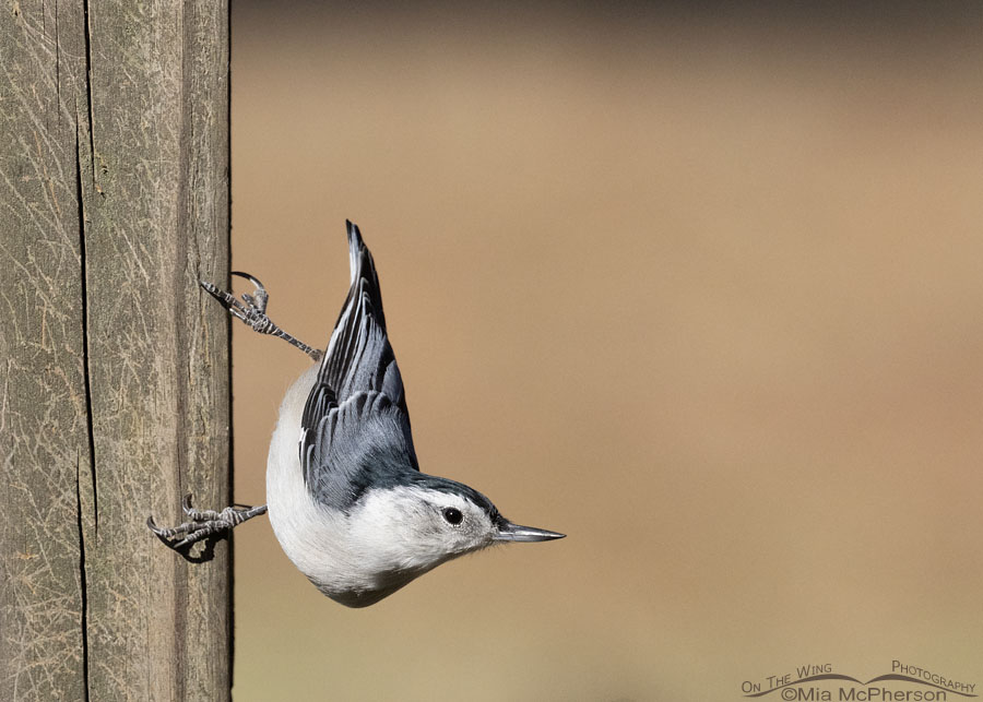 White-breasted Nuthatch female hanging onto a wooden post, Sebastian County, Arkansas