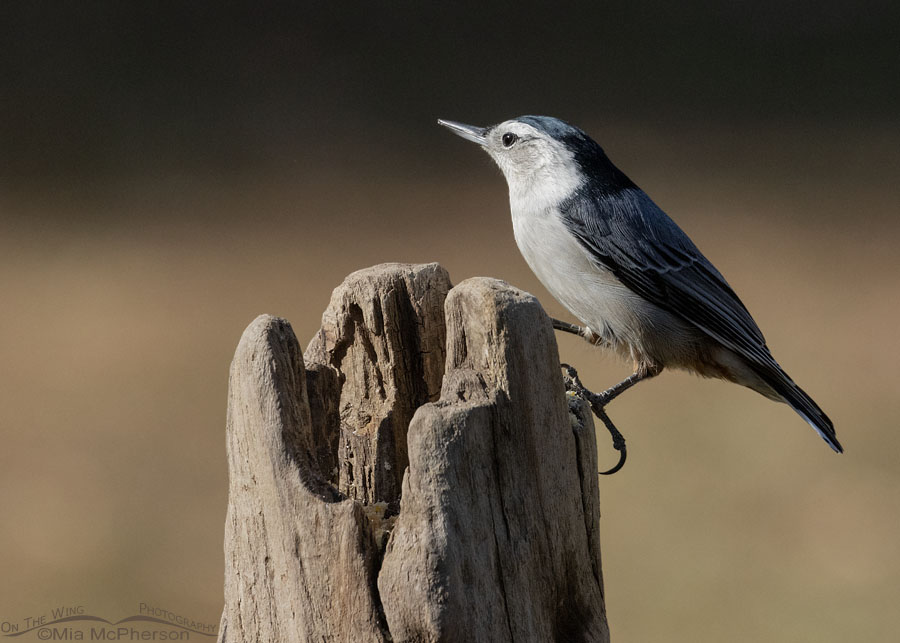 Female White-breasted Nuthatch on a driftwood perch, Sebastian County, Arkansas