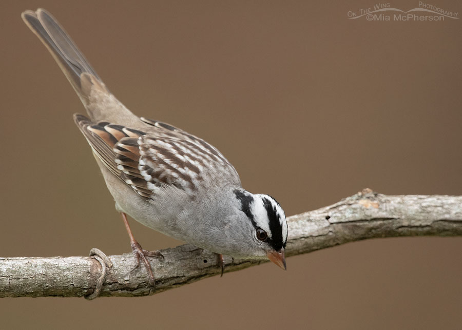 Spring White-crowned Sparrow adult in Arkansas, Sebastian County