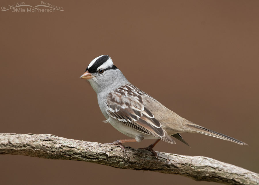 Perched White-crowned Sparrow in spring, Sebastian County, Arkansas