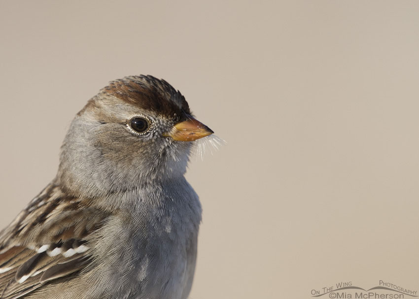 Immature White-crowned Sparrow close up on Antelope Island State Park in Davis County, Utah