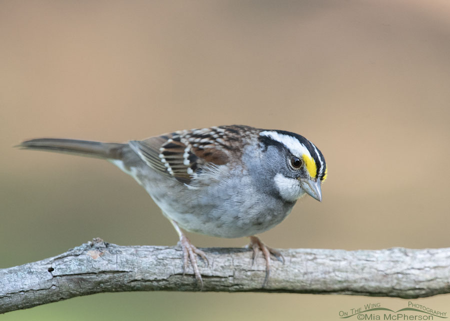 White-throated Sparrow with an eye on me, Sebastian County, Arkansas